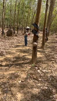 Bán Gấp Đất Vườn 3800m² Làng Bi, Pleiku - Tiềm Năng Sinh Lời Cao