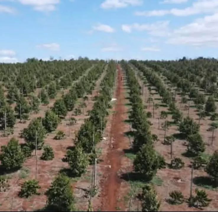 Farm 12ha Sầu Riêng, Cà Phê Đăk Đoa, Gia Lai - Giá Đầu Tư 2 Tỷ/ha