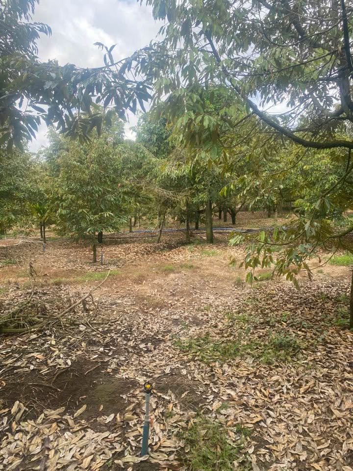 Đất vườn Tân Lạc, Bảo Lộc 3.4ha - Nghỉ dưỡng lý tưởng, quy hoạch thổ cư!