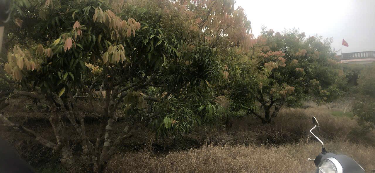 Đất nền Vĩnh Hòa, Ninh Giang 720m² - Tiềm năng tăng giá vượt trội!