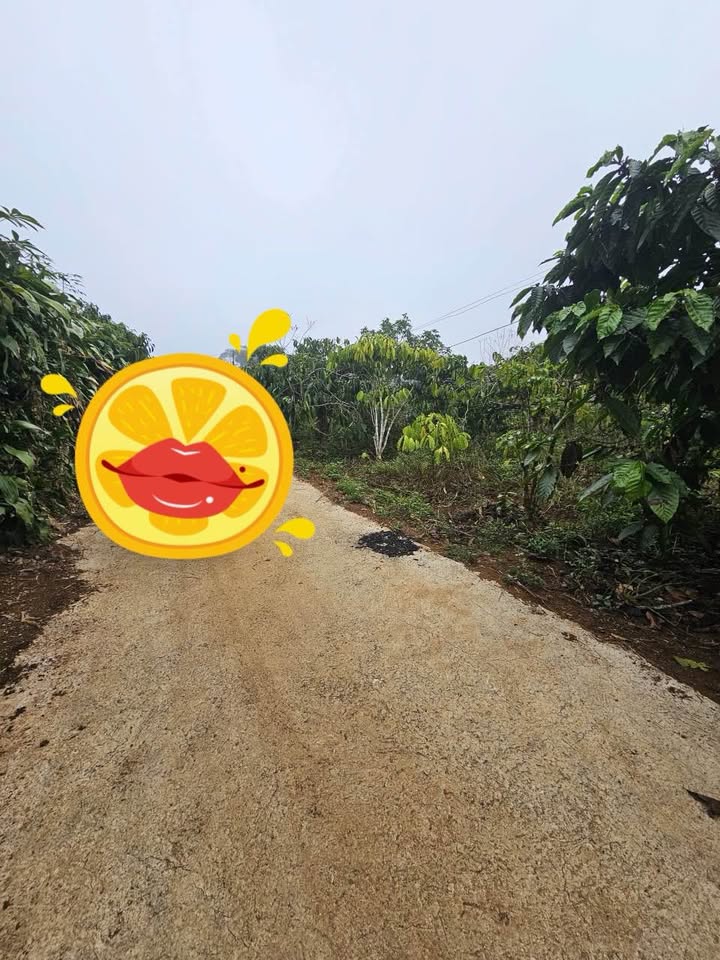 Đất Nền Lộc An 2850m² - Góc 2 Mặt Tiền, Tiềm Năng Tăng Giá!