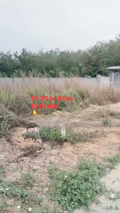 Đất Mặt Tiền Đường Nhựa Chánh Hòa 175m² - Giá Tốt Đầu Tư