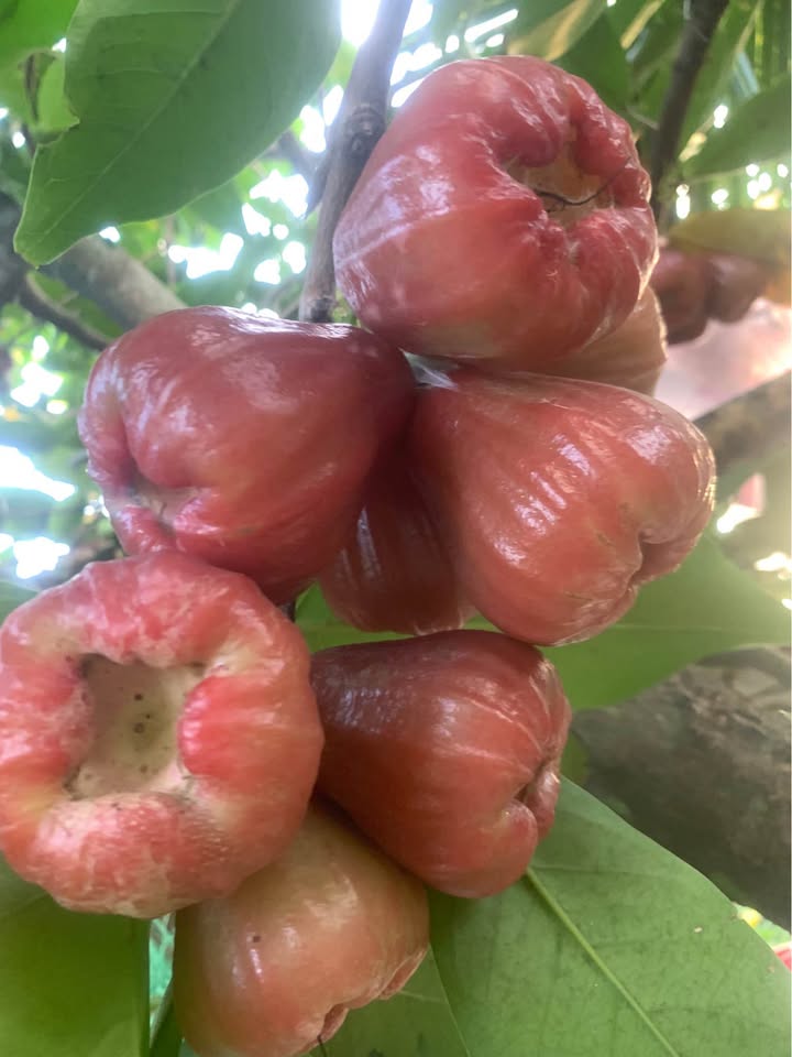 Nhà Mặt Tiền Nguyễn Thị Minh Khai, 40m², 3 Tầng - Kinh Doanh Đắc Lợi