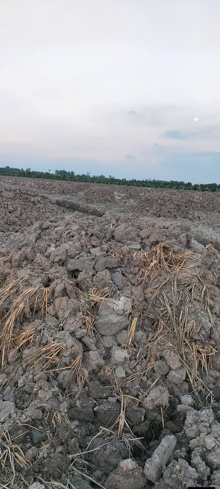 Đất Ruộng Phú Điền Đồng Tháp 3.6ha - Thuê 15 năm, Tiềm năng chuyển đổi vườn!