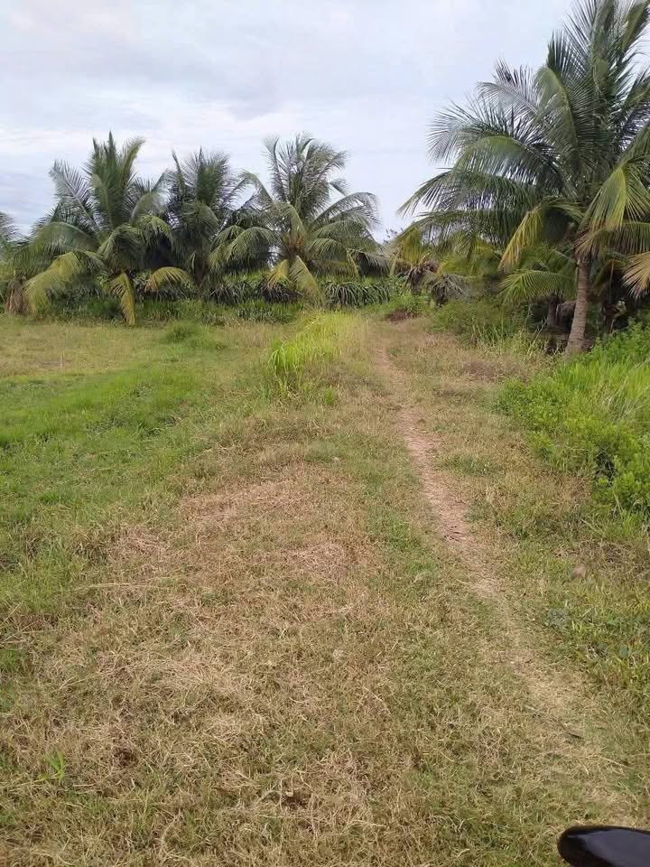 Đất Vườn Hàm Thuận Bắc 1200m² - Sổ Đỏ Rõ Ràng, Giá Đầu Tư 680 Triệu