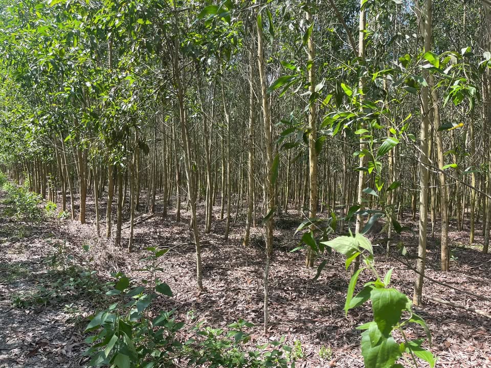 Đất nền Xuân Lộc, Đồng Nai 1000m² 299 triệu - Sổ hồng riêng chính chủ!