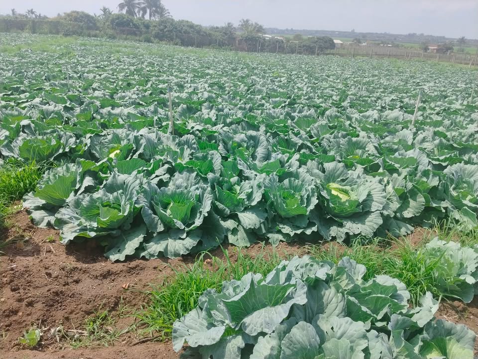 Đất nền Quang Trung, Ea Kar 200m² - Sổ đỏ thổ cư 100%