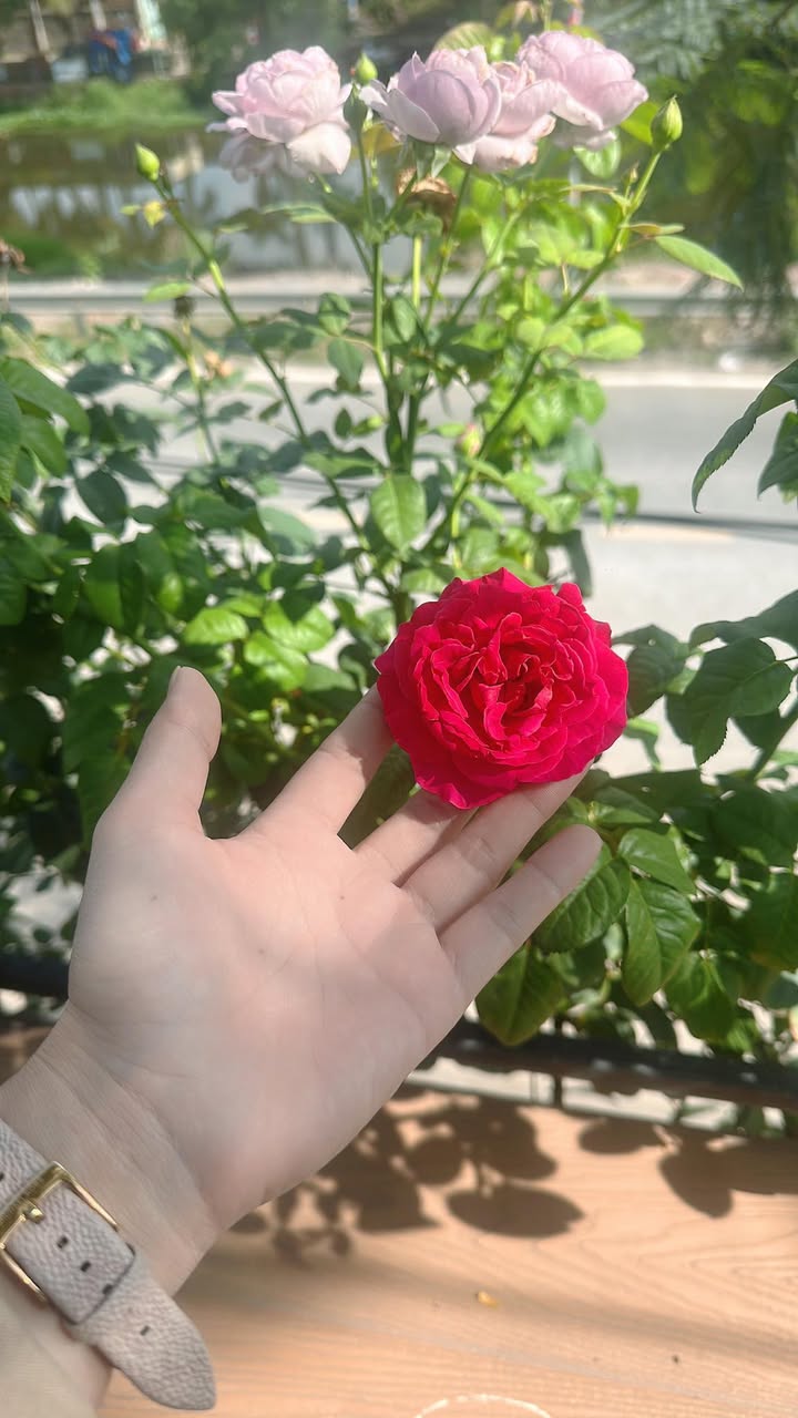 Nhà Mặt Tiền Đường Liên Ấp 26, Bình Chánh - 200m², Sổ Hồng Riêng, Giá 9.5 Tỷ