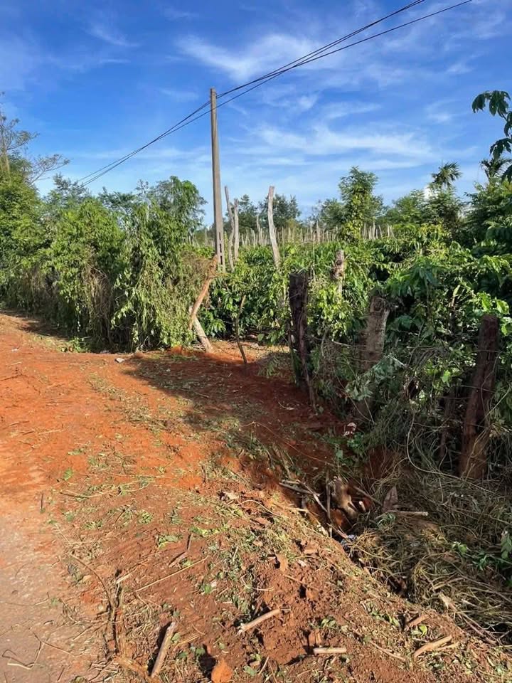 Kho/Xưởng Buôn Hồ 19800m² - Container vào tận nơi!