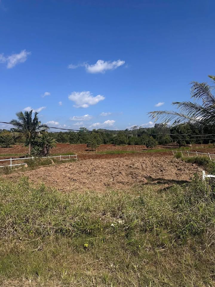 Đất nền Sổ hồng 1000m² tại Krông Năng - View đẹp, giá chỉ 2xx triệu