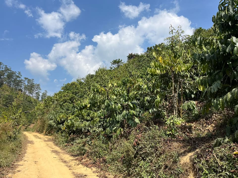 Đất Nền Liêng Srônh, Đam Rông 2ha giá 1.2 tỷ - Sổ đỏ chính chủ!