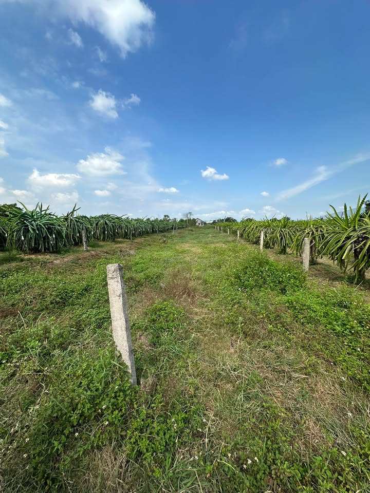 Đất nền Phan Thiết 750m² giá 395 triệu - Tiềm năng tăng giá!