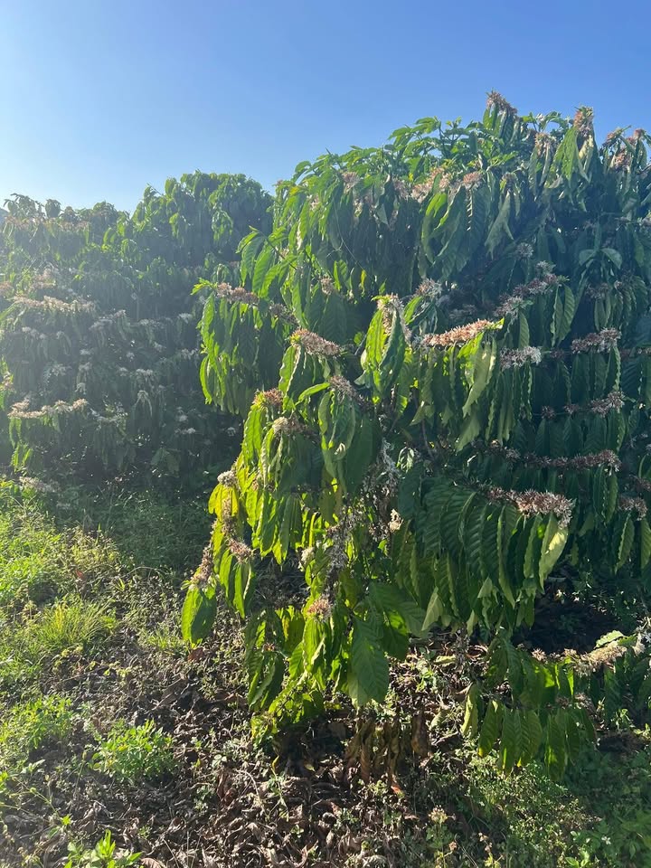 Đất nền Đạ Tông 10.000m² - Nguồn thu ổn định, không dốc!