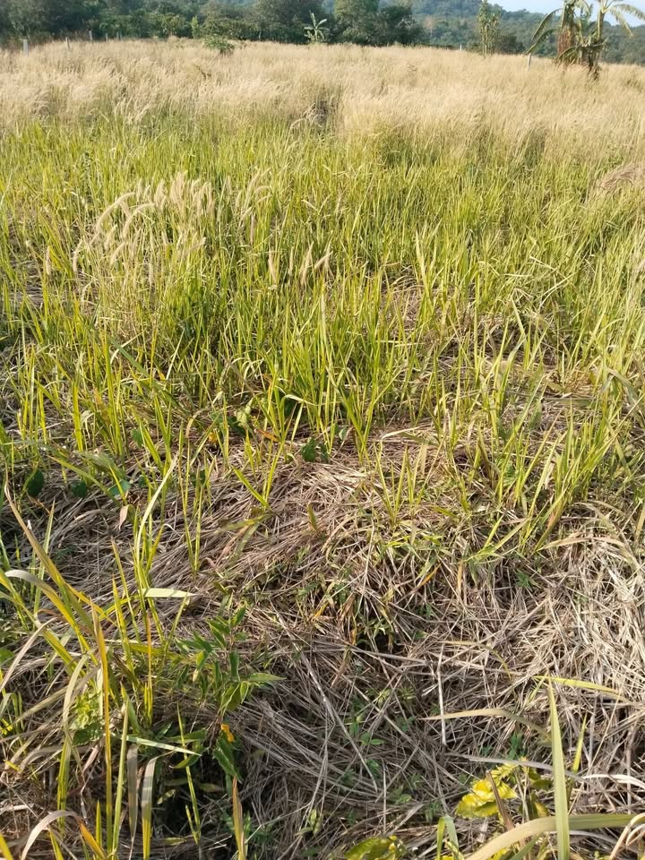 Đất nền Đắk Nông 10720m² chỉ 800 triệu - Sổ đỏ chính chủ!