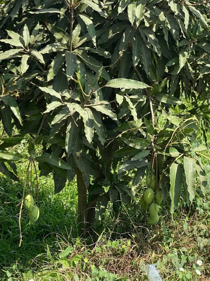 Đất vườn Mỹ Đức 840m² giá 460 triệu - Nghỉ dưỡng lý tưởng!