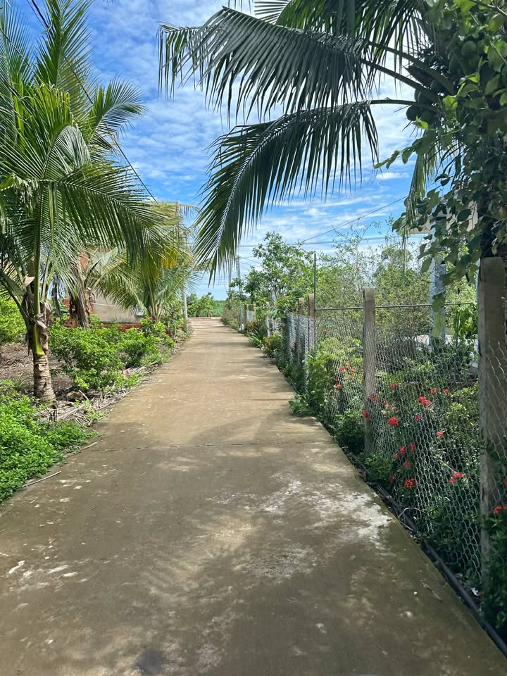 Đất Vườn Xuân Bắc, Đồng Nai 1000m² - Giá 390 Triệu, Trồng Ổi Sẵn Sàng