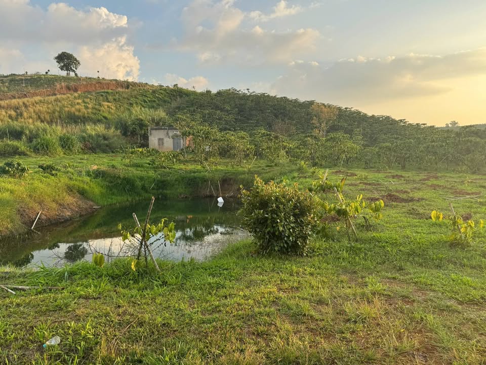 Đất Vườn Lộc Quảng, Bảo Lâm 720m² - Có Sẵn Cafe, Ao, Chòi Nghỉ Dưỡng - 1.5 Tỷ