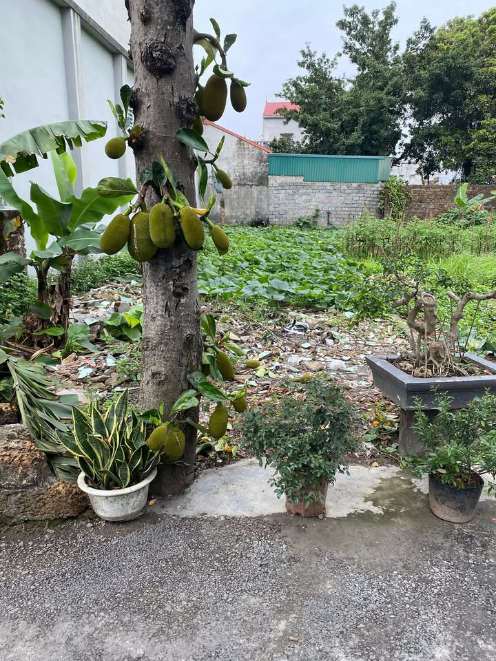 Đất nền Đồng Tâm, Mỹ Đức 105m² dưới 2 tỷ - Sổ đỏ chính chủ!