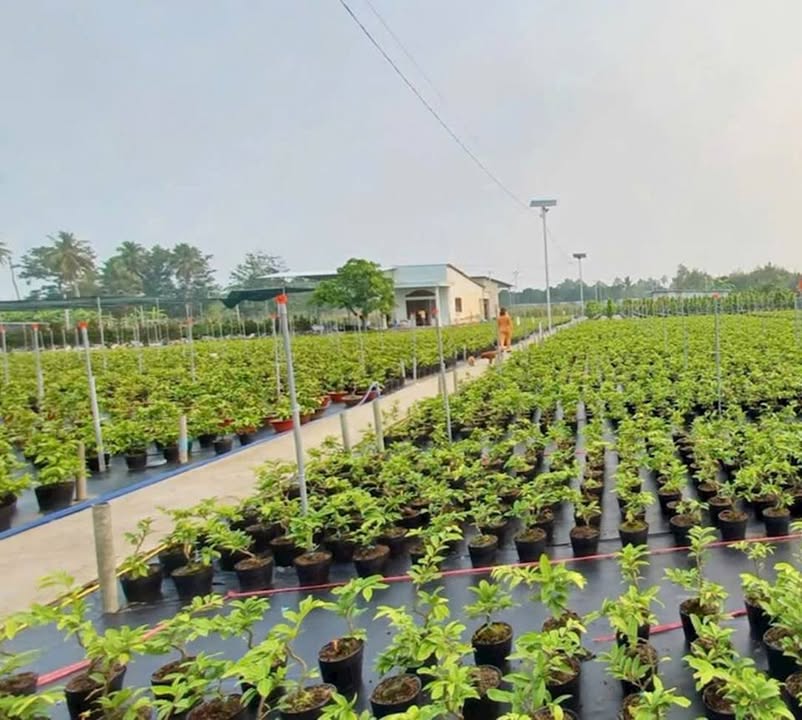 Đất vườn Chợ Lách 13.300m² - Sổ hồng rõ ràng, đầu tư sinh lời!