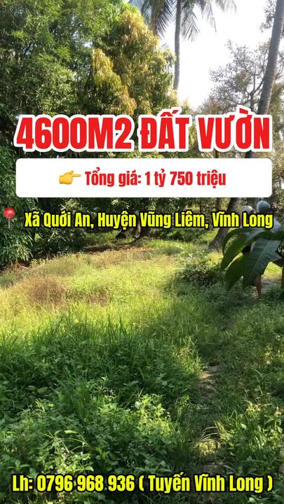 Đất Vườn Vĩnh Long 4600m² (300m² Thổ Cư) - Sầu Riêng, Xoài Cho Trái - 1.75 Tỷ