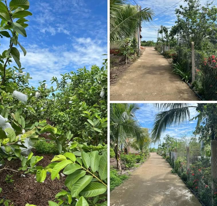 Đất Vườn Xuân Bắc Đồng Nai 1000m² - Sổ Đỏ Sẵn Sàng