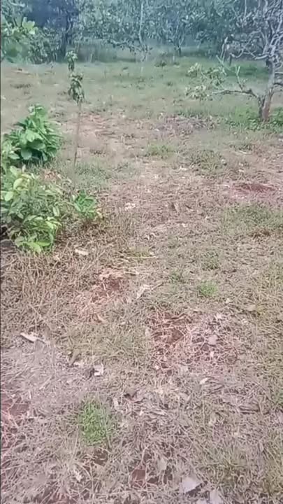 Đất Vườn Thọ Sơn 6.7 ha (67.000m²) - Giá Đầu Tư Tốt!