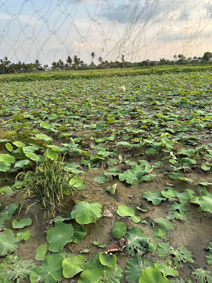 Bán 1 Sào Đất Vườn Xã Phú Lâm, Đồng Nai - Giá 140 Triệu/Sào