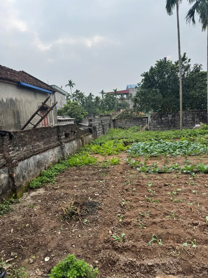 Bán Đất Nền Triều Tiên, Hưng Yên 97m² - Ngõ Rộng Ô Tô Đỗ Cửa