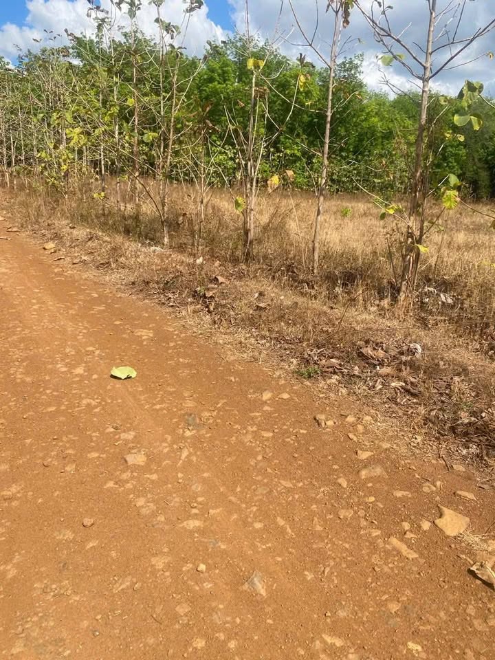 Đất Nền 8 Sào Đắk Lắk - Sổ Hồng Sẵn, Ô Tô Tới Đất