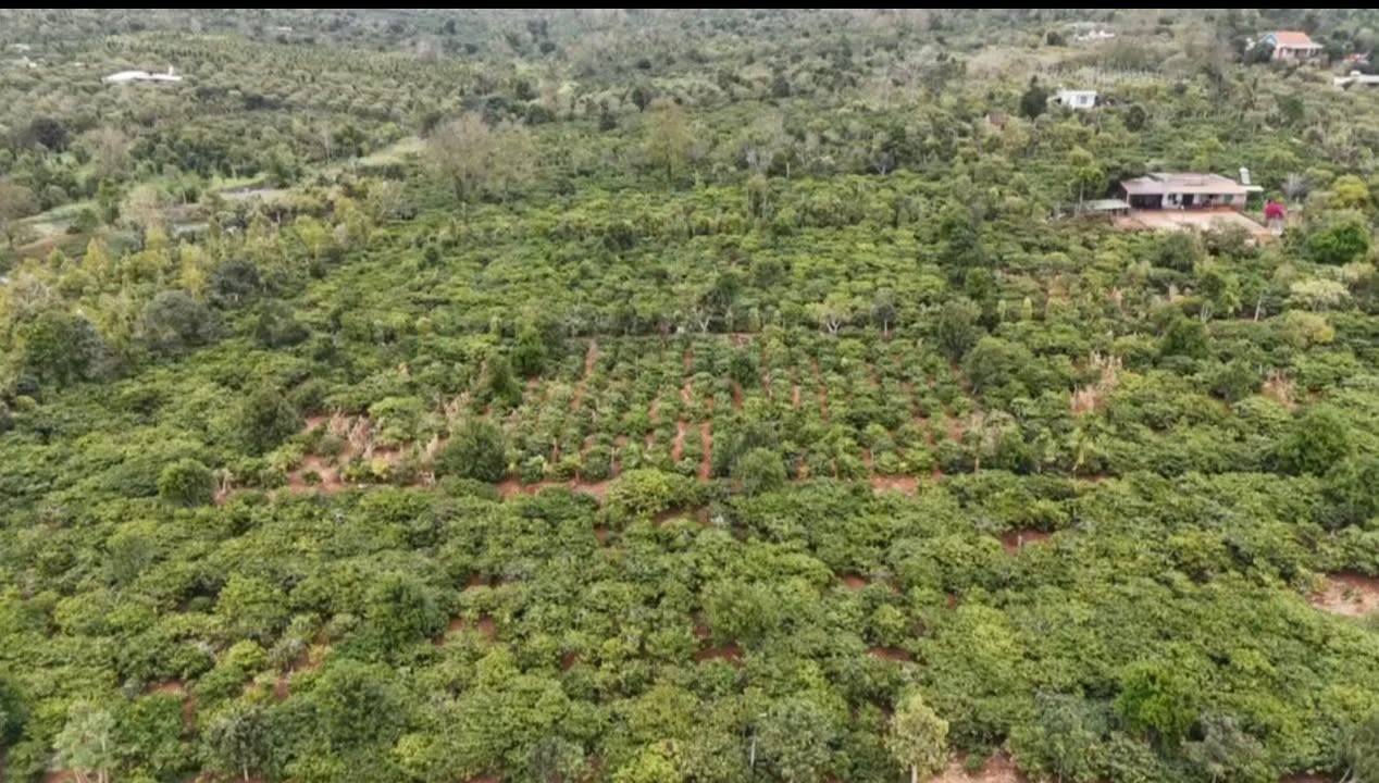 Đất vườn Ea Tân 4.2ha Đắk Lắk - Sổ đỏ chính chủ, Tiềm năng tăng giá!