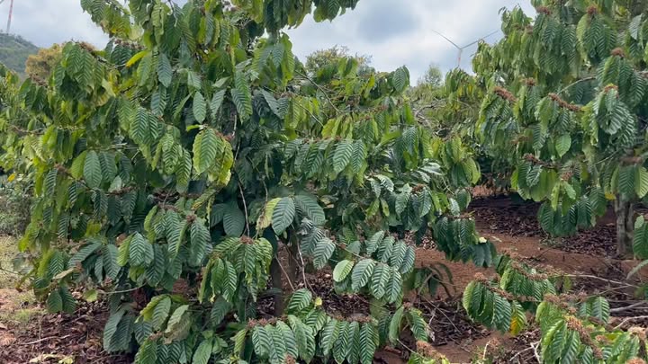 Đất vườn Buôn Xet Diek Krông Năng 1.3ha - Đầu tư dài hạn