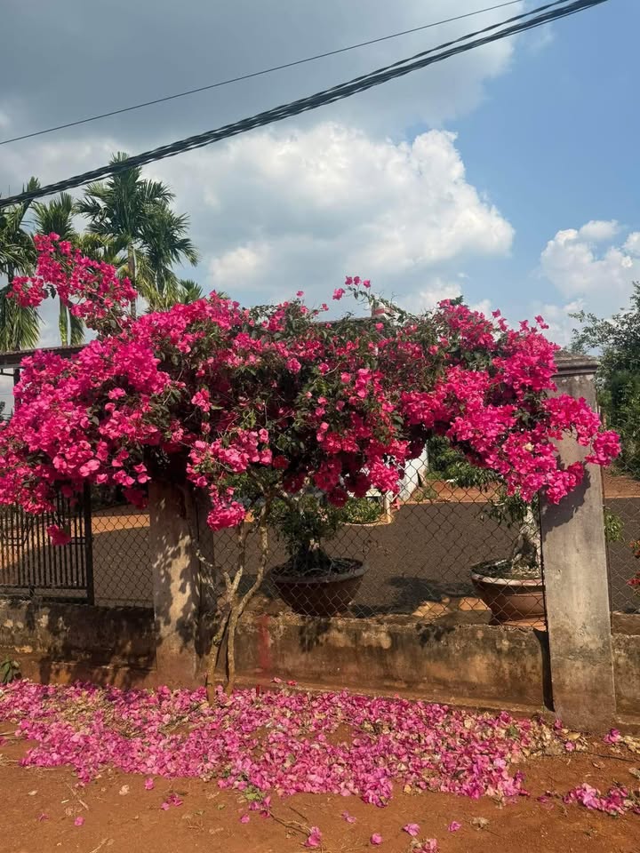 Đất nền Phú Xuân, Krông Năng 600m² - Tiềm năng tăng giá vượt trội!