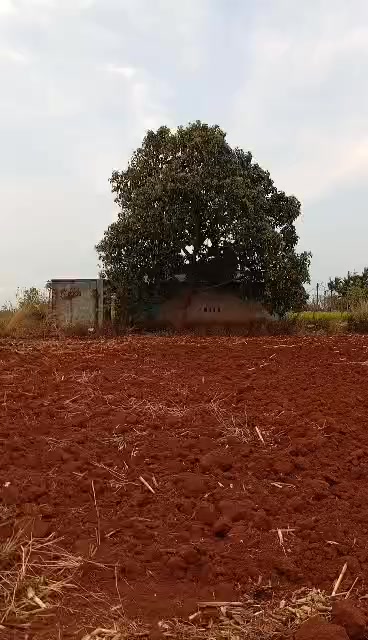 Bán Gấp 3ha Đất Vườn Sổ Đỏ Tại Kon Chiêng, Gia Lai - Giá Thỏa Thuận