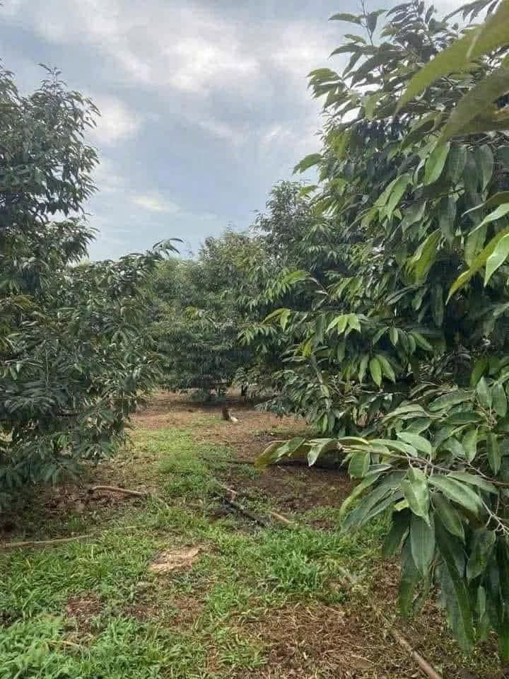 Bán Gấp Rẫy 7036m² Đắk Lắk - Kinh Doanh Sầu Riêng & Na, Suối Bao Quanh