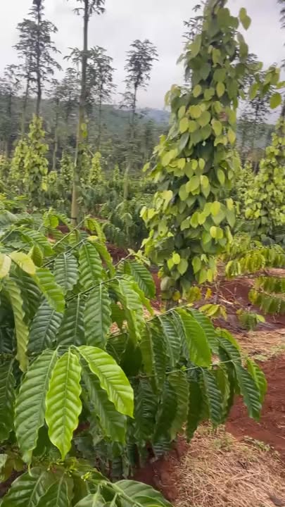 Đất Vườn Cư Pơng 2520m² - Sinh lời bền vững, xe hơi tận nơi!