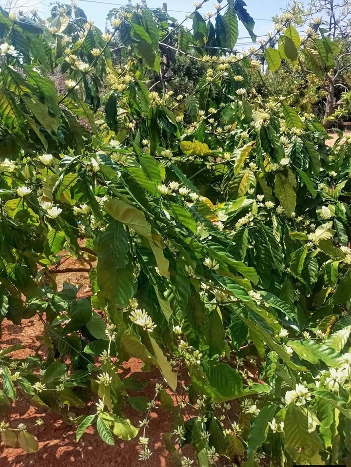 Đất Vườn 1.4 Ha Phú Yên - Sẵn Vườn Chanh Dây, Giá Đầu Tư 1.3 Tỷ