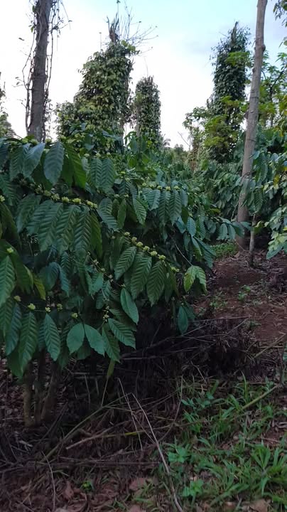 Đất Vườn Đức Mạnh, Đắk Mil 1620m² - Tiềm Năng Tăng Giá Vượt Trội!