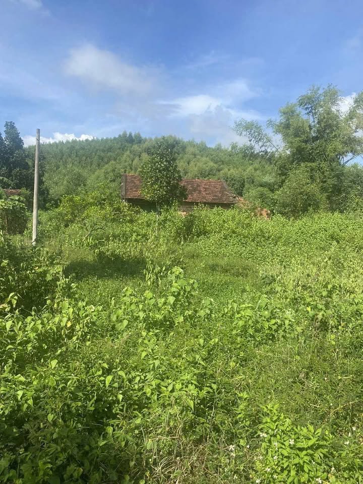 Đất Vườn Tây An, Tây Sơn 400m² - Sổ Đỏ Chính Chủ, Giá Đầu Tư Tốt!