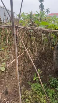 Đất nền Chương Dương, Thường Tín 58.8m² - Ô tô đỗ cửa, gần chợ, trường học