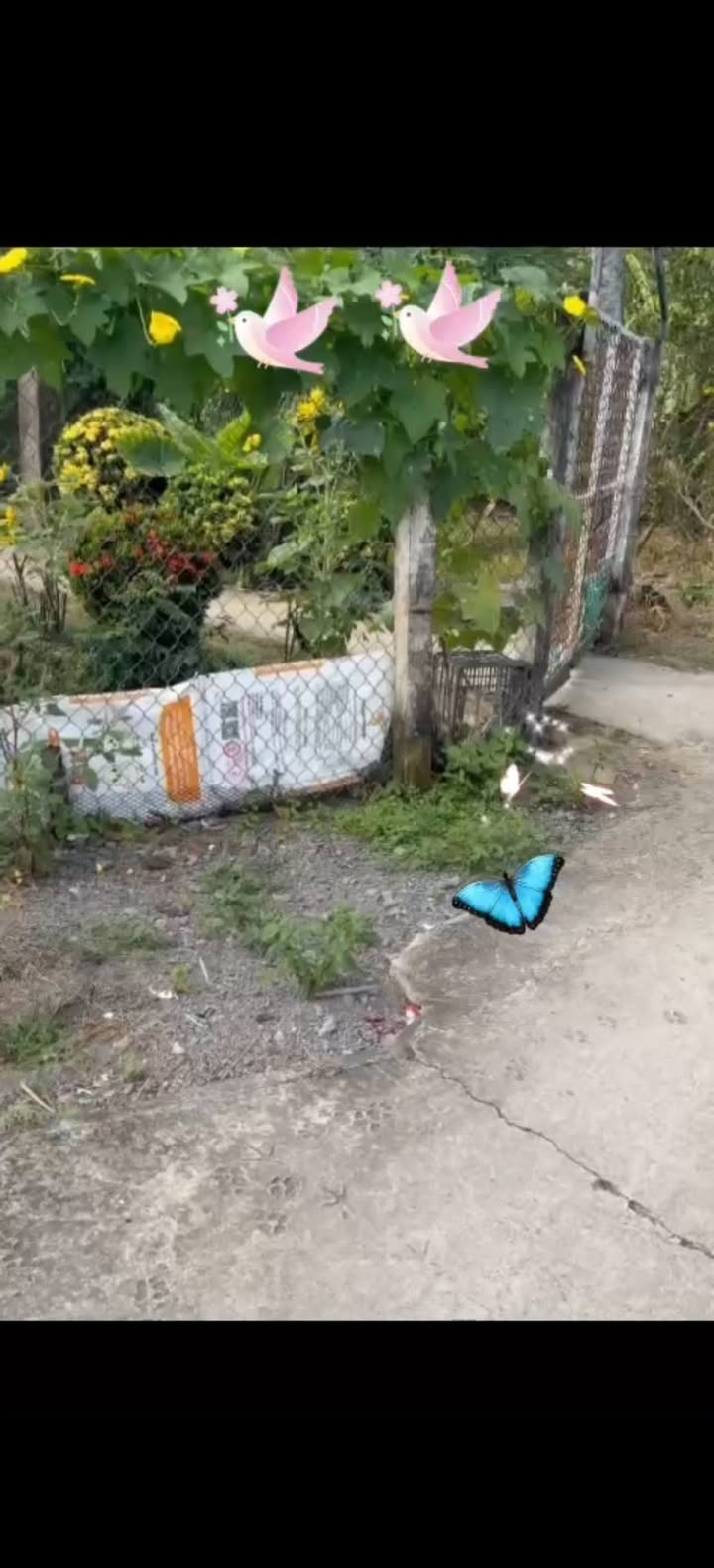 Đất thổ cư Mỹ Lệ Cần Đước 468m² giá 5XX triệu - Giá tốt đầu tư ngay