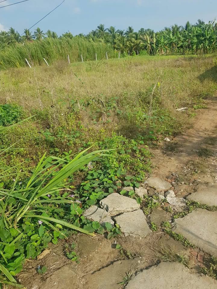 Đất nền Mang Thít 200m² full thổ cư - Sổ đỏ trao tay!