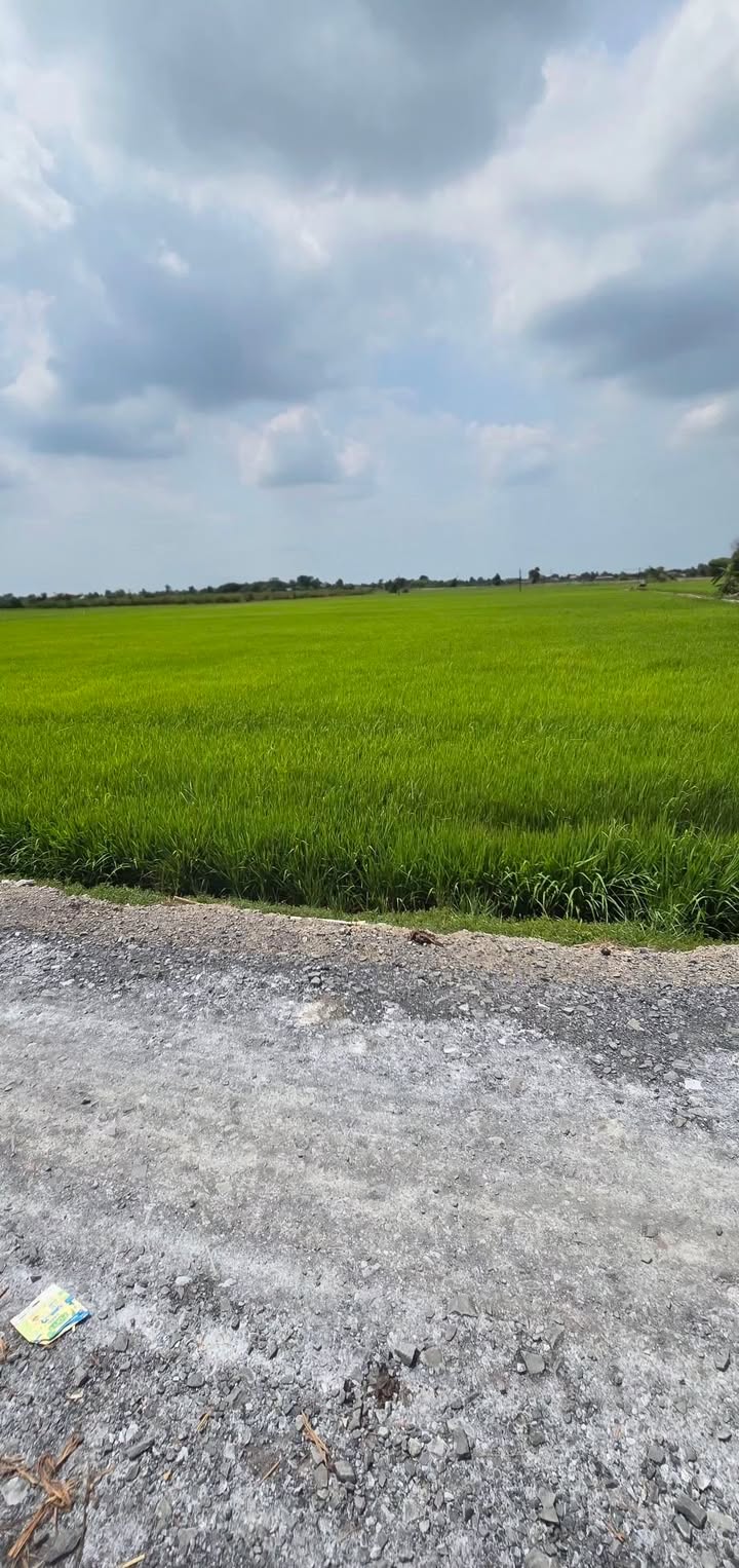 Đất Vườn 14000m² Tân Long, Tây Ninh - Sổ Hồng Sẵn Sàng