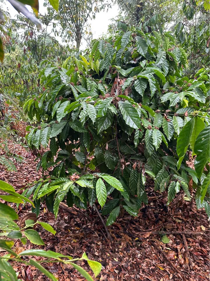 Đất nền Xã Đăk R'Moan Gia Nghĩa 1.8 ha - Sổ đỏ chính chủ