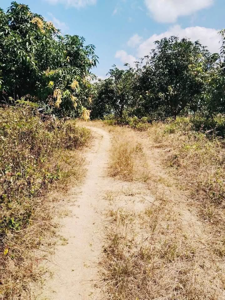 Vườn Xoài Bình Lộc 8331m² chỉ 1.05 tỷ - Sinh thái xanh, thu hoạch ngay!