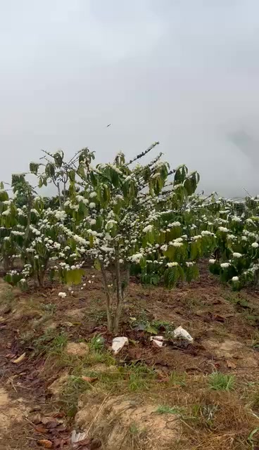 Đất nền Thôn 10 Tân Thanh 1.5ha giá 3.3 tỷ - Tiềm năng tăng giá!