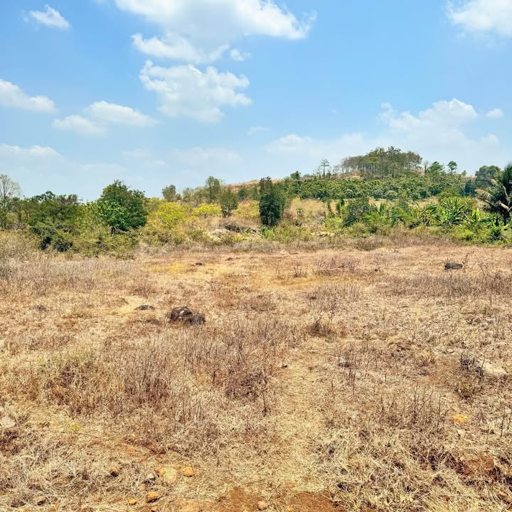 Đất Vườn Đắk Mil - 1222m² Sẵn Sổ - Giá Đầu Tư 220 Triệu