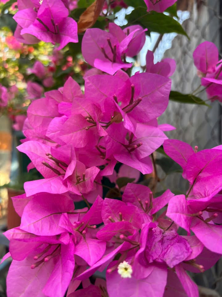 Nhà Chính Chủ P7 Quận 8 - 48m² Giá 4 Tỷ - Sẵn Sàng Dọn Vào Ở Ngay