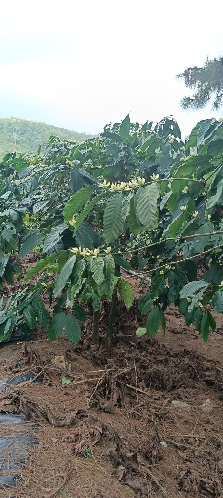 Bán gấp Đất Vườn Đà Lạt 2400m² - 560 Cây Sầu Riêng - Giá 2.2 Tỷ