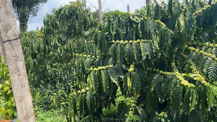 Đất Vườn Đắk Nông 24800m² - Giá 2.7 Tỷ - Mặt Tiền Nhựa Thuận Hạnh