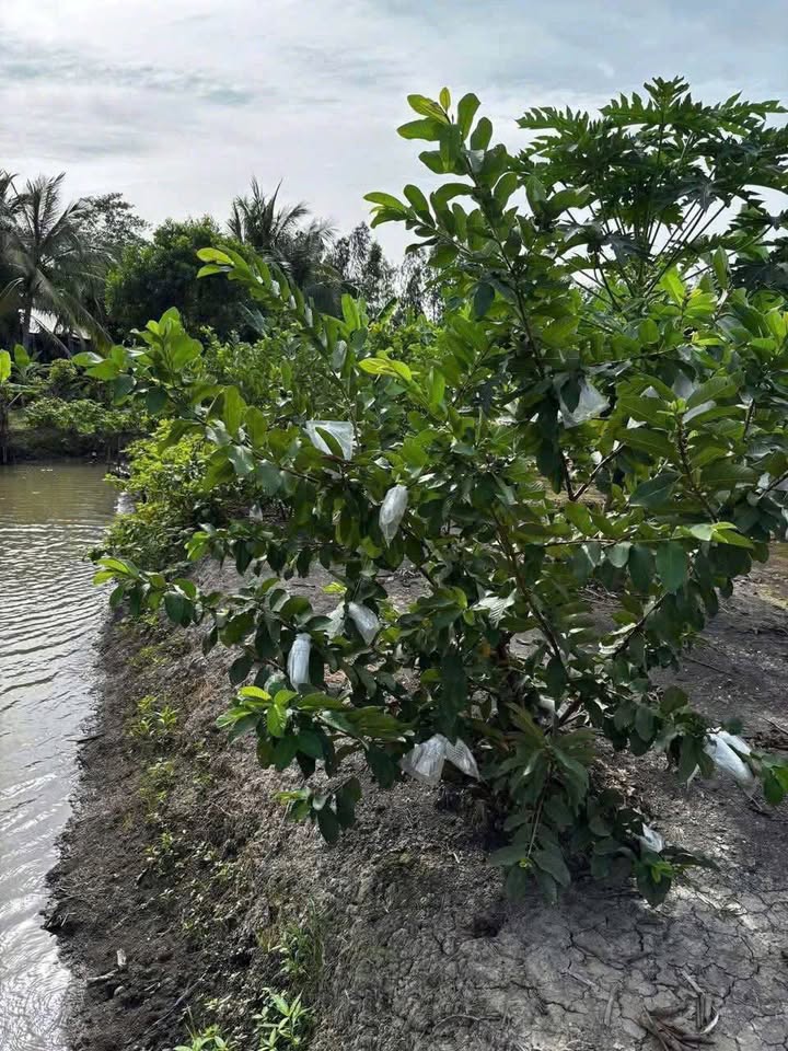 Đất Vườn 1000m² Châu Phú, An Giang - Nghỉ Dưỡng Lý Tưởng Chỉ Từ 6xx Triệu